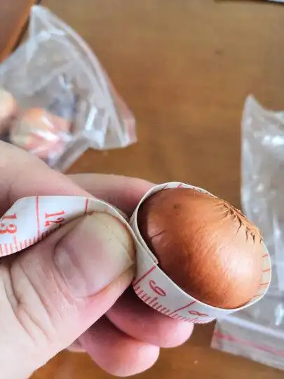 实物远不不如图片描述,偏小周长平均只有9厘米