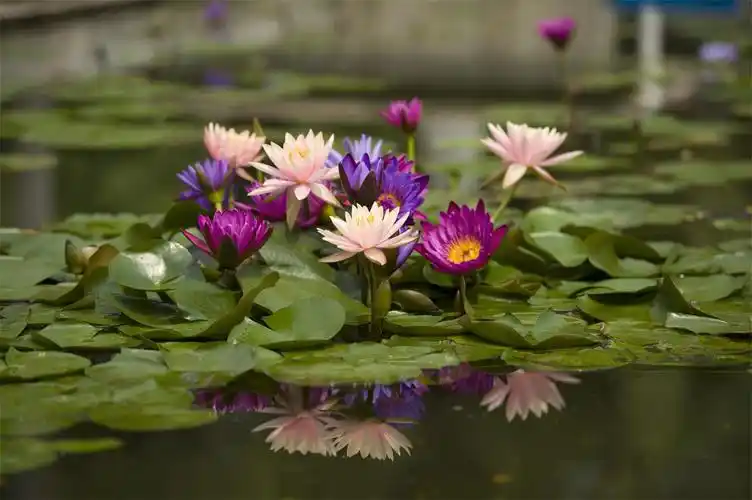 九品香水莲初体验女神专场