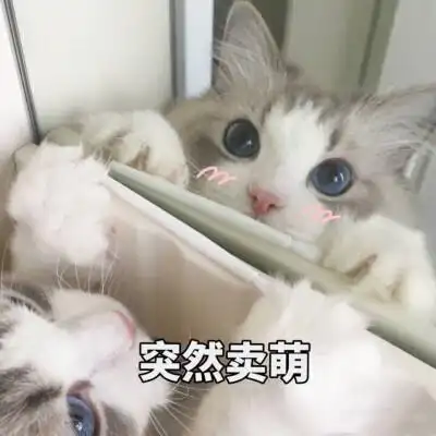 表情包哟～猫 突然卖萌