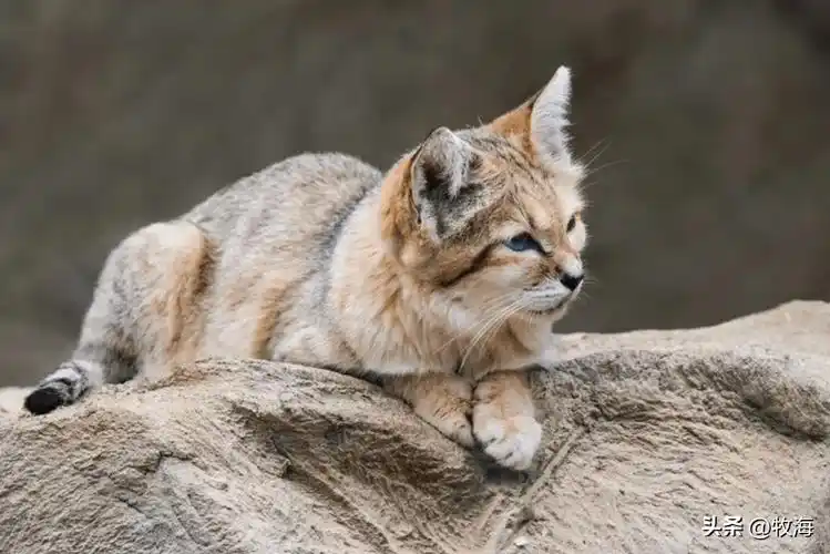 沙漠猫:为何不能被人类饲养?_繁殖_食物_自然
