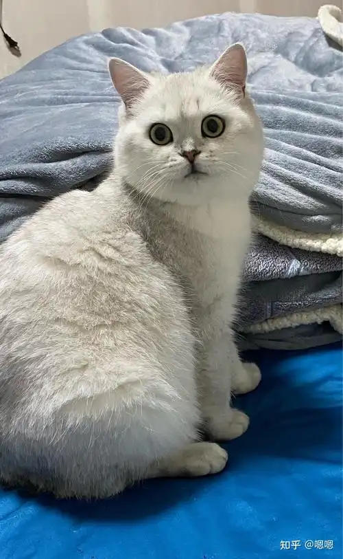 截止2020年2月,银渐层的价格大约为2500~2万英短银渐层是由英国短毛猫