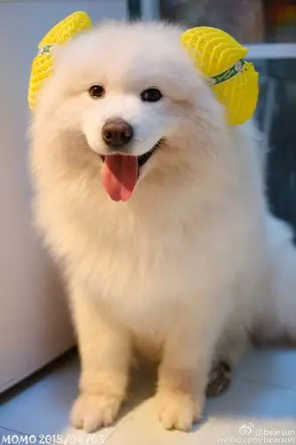 【大菇凉】【世界软肋】萨摩耶 momo @bearsun 可爱 萌宠 狗 动物 呆