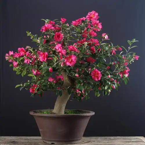 栽培茶梅时出现黄叶枯萎现象,这是平时养护不注意,麻烦接踵而来