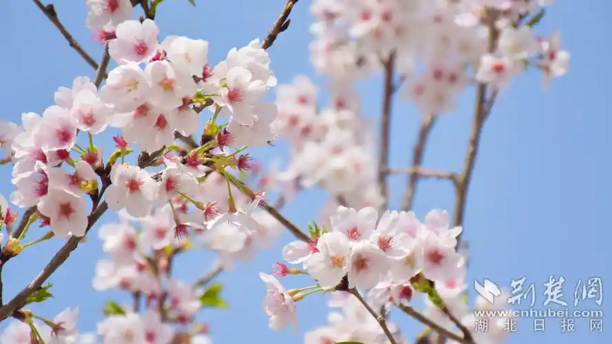 壁纸 花 桌面 1920_1080