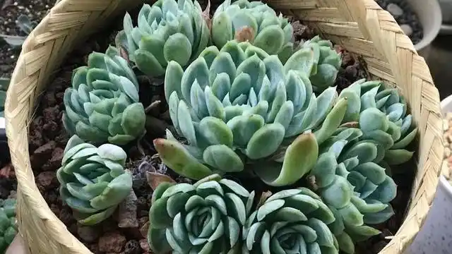 多肉冰梅这么养,能爆盆易变美,色彩斑斓惹人醉,还有迷人的香味