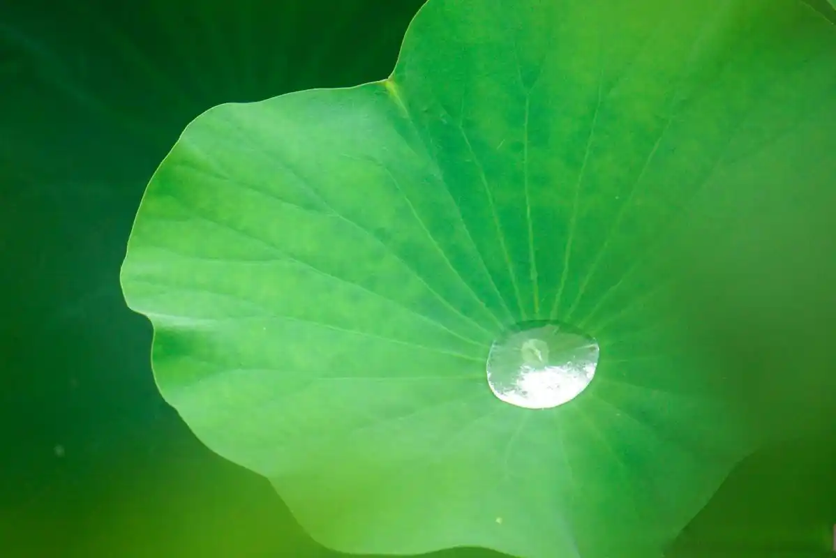 夏有……3 水珠儿  荷叶上的水珠儿我一直都很喜欢,总爱在雨后去荷花