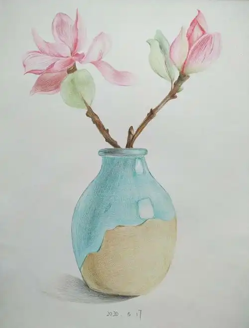 小白彩铅画临摹pic29玉兰花