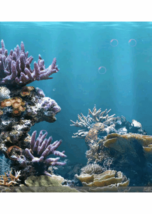 800_1122竖版 竖屏gif 动态图 动图