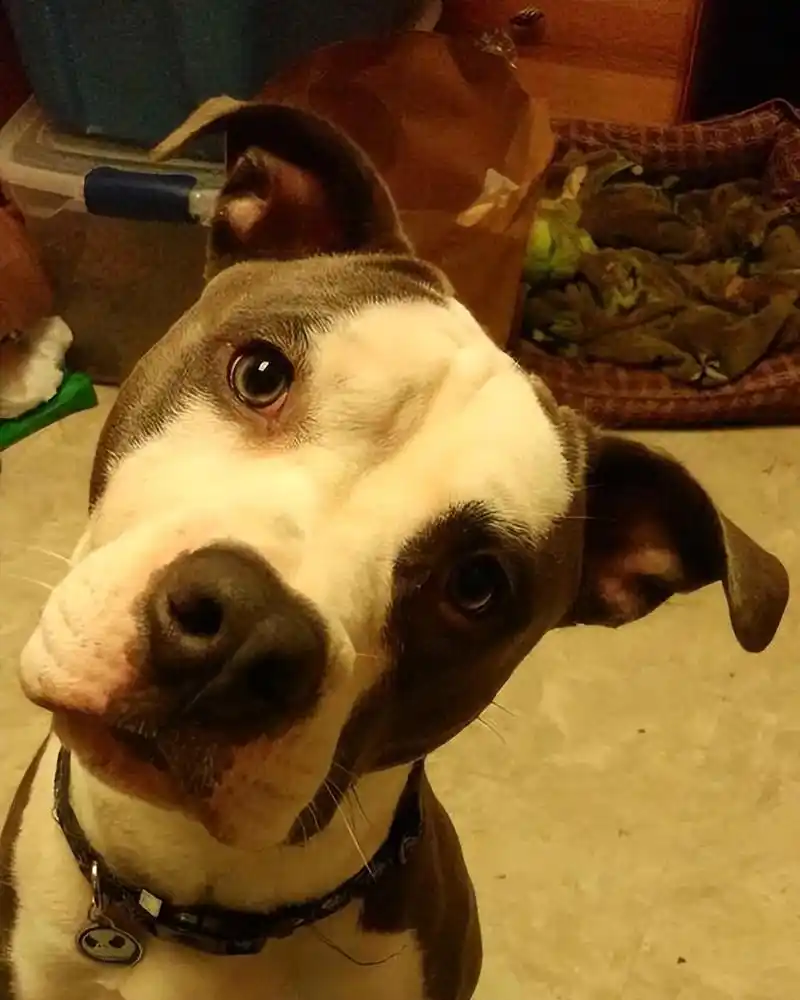 狗狗歪头杀是为了卖萌?那你就错了!