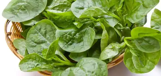 木耳菜扦插繁殖的做法