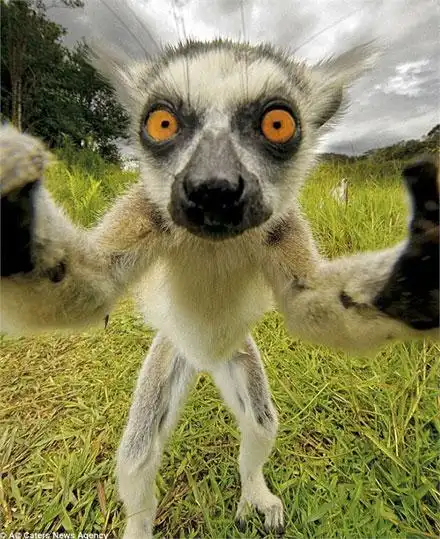 动物们的逗比自拍搞笑图集(28)