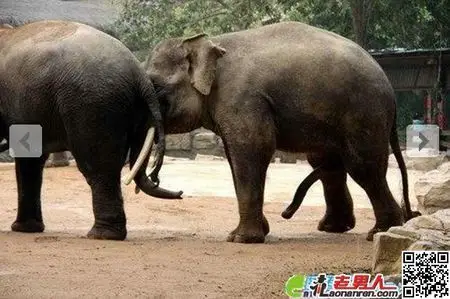 大象鞭,博起后有多大?