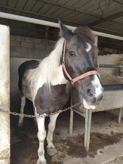 半血马 母马肩高155 别名小包黑骑乘马 温顺