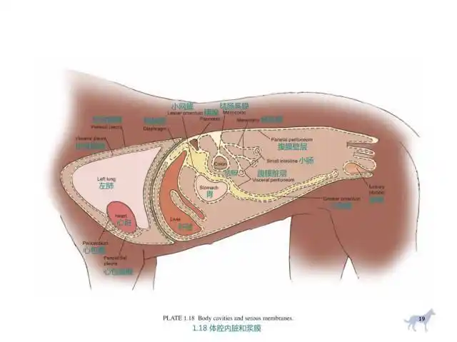 看完这些高清图犬科解剖不用愁