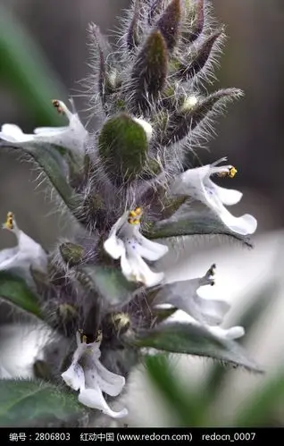夏枯草的小白花