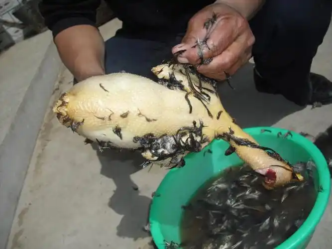 如何杀鸡,吃鸡肉之前的准备工作