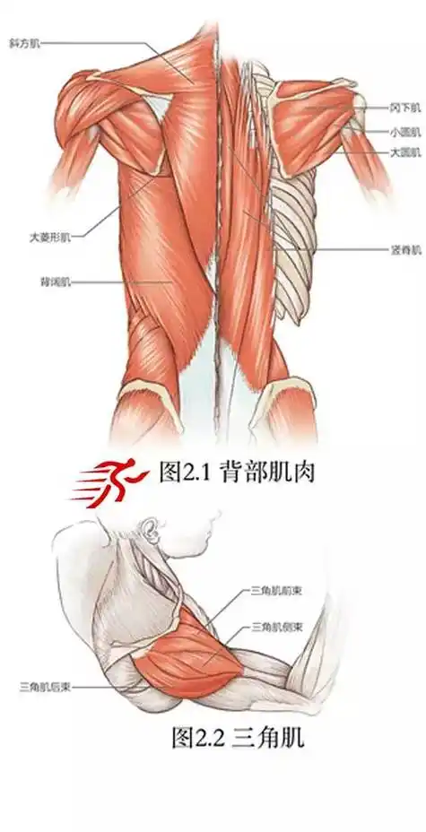 肩部拉伸运动的系统训练,图文演示_肌肉