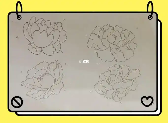 简笔画第25天打卡牡丹花