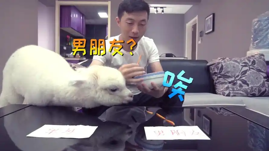 给羊驼找个男朋友,它会同意这门亲事吗?结果让人眼前一亮