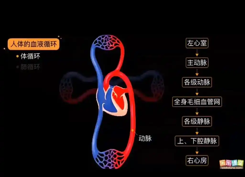 知识分享 #每天进步一点点  自己整理的肺循环,体循环示意 - 抖音