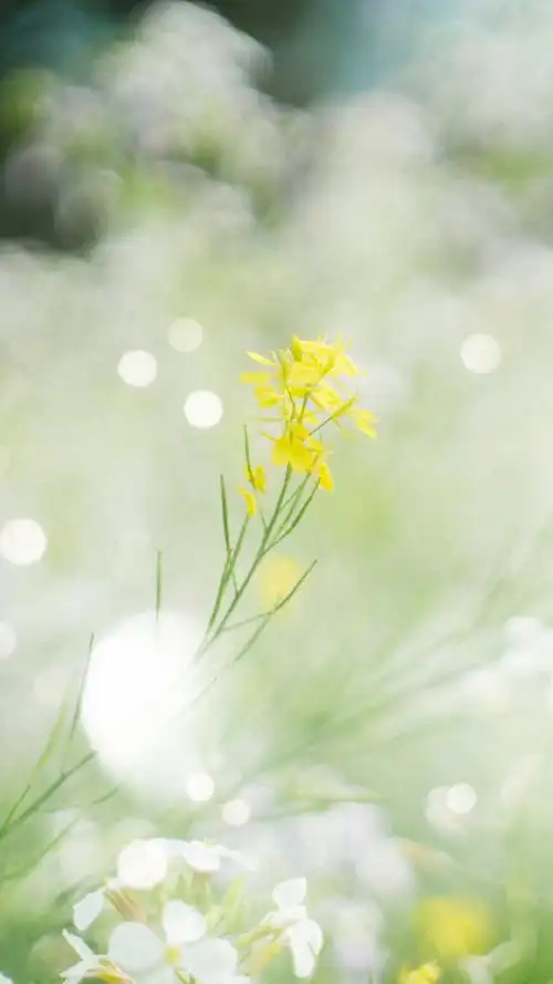 绿色风景小清新自然手机壁纸