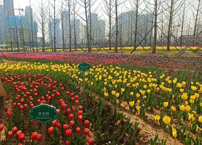 太原晋阳湖公园首届郁金香花展