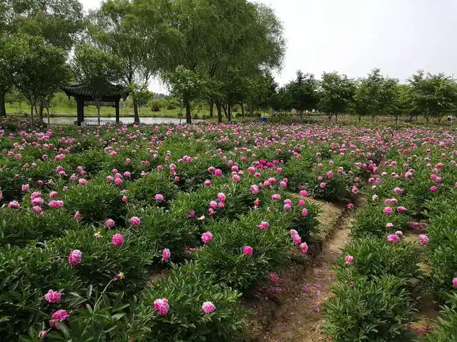 扬州枣林湾芍药园