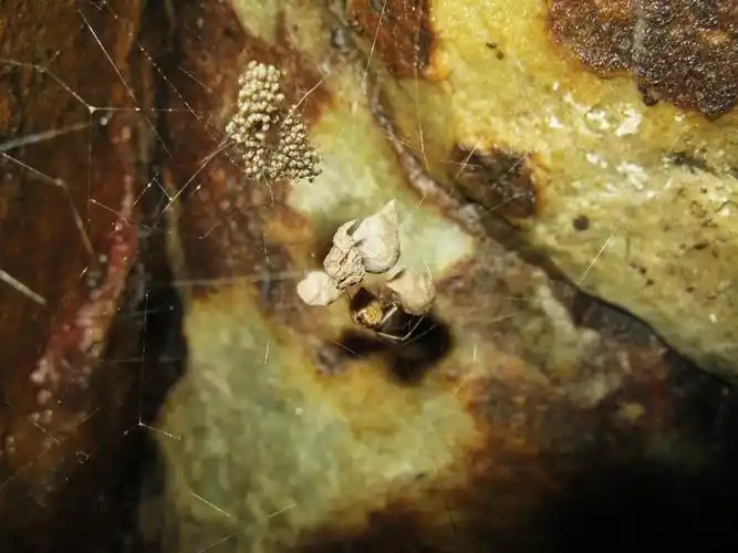 蜘蛛和它的卵袋