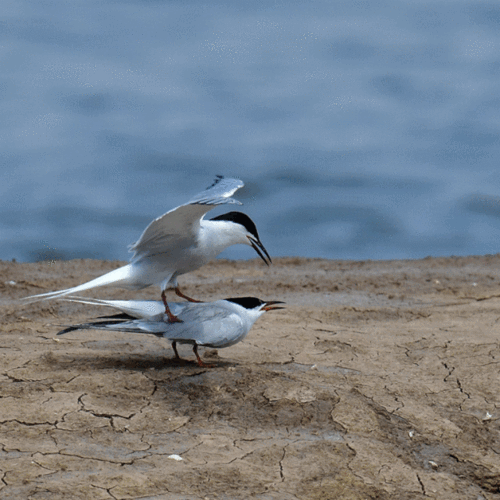 640_640gif 动态图 动图