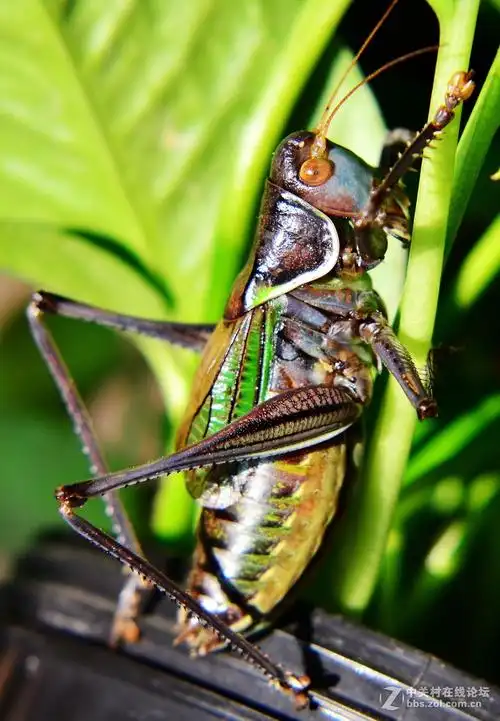 冬日里的蝈蝈祝徐州论坛春意盎然