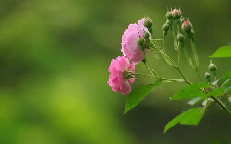 唯美蔷薇花养眼高清桌面壁纸