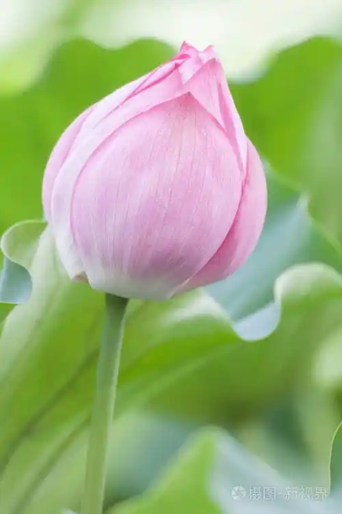 单一的粉红色莲花