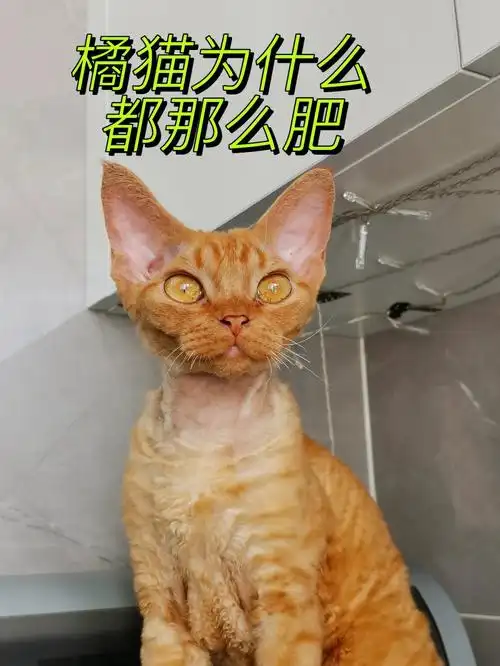 压倒炕甚至针对橘猫的"胖",众多成语纷纷诞生,例如大橘为重,大橘已定