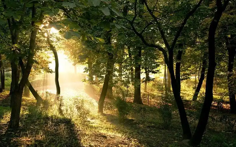 【治愈系自然音】森林清晨鸟鸣细雨中散步