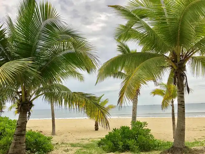 三亚风光.海南的标志椰子树