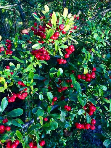 秋果红如火小丑火棘