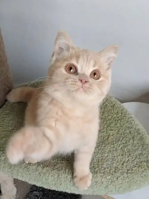 漂亮乳色英短宝宝