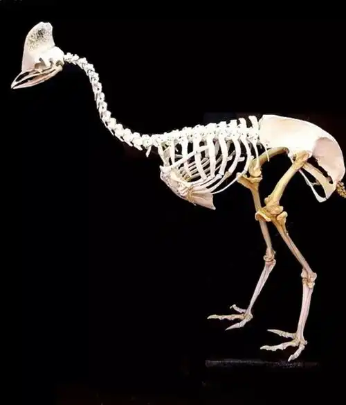 所以倘若真要看活着的小短手的话,去趟动物园就可以了,不过这需要改变