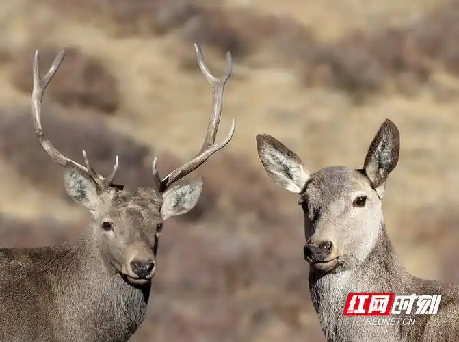 大自然的精灵│内蒙古的马鹿为2020的湖南人贡献表情包
