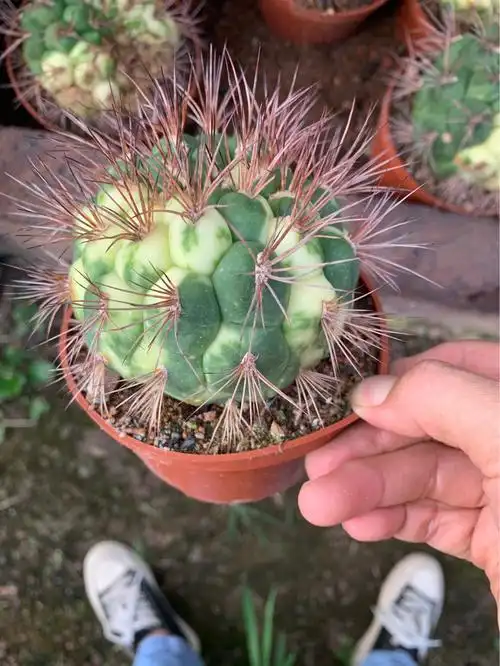 新天地锦仙人球