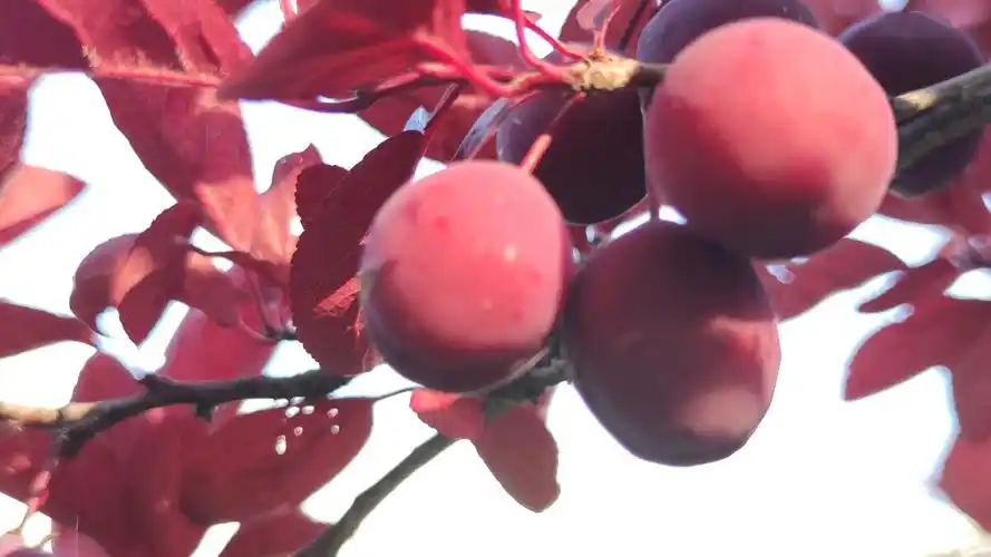 美人梅的果子首次见