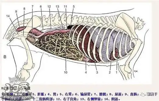 狗狗的身体解剖结构图带你深层次的认识狗狗