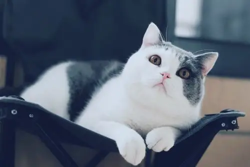 歪头杀_宠物_poco摄影,我要上封面