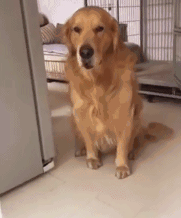 下班回家金毛乖乖躺在笼子里不吭声,狗狗张嘴后主人哭笑