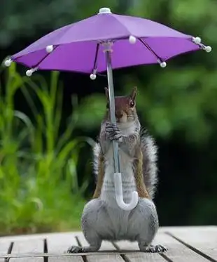 松鼠萌图躲雨松鼠的撑伞萌照看了一天好心情