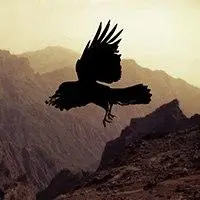 微信头像 鹰_微信头像图片大全