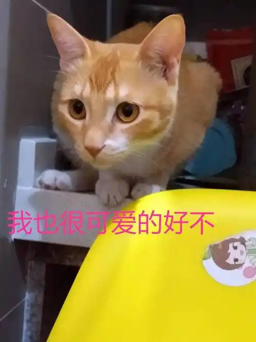 每一个猫的名字后面都有一个爱它的铲屎官说说猫名字的那些事