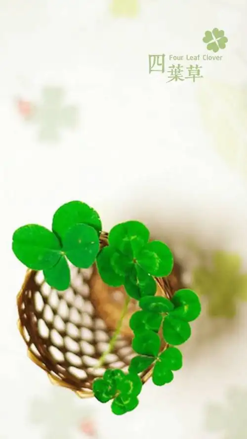 唯美 小清新 治愈 四叶草