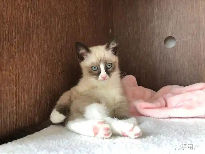 大伙有养英短串布偶的图嘛? - 知乎