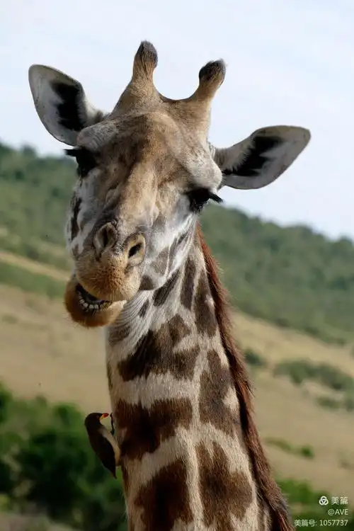 走进动物世界的国度—肯尼亚